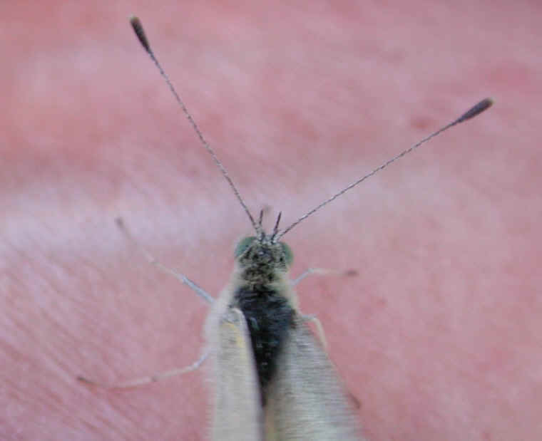 Cabbage White Butterfly (Pieris rapae) - 09