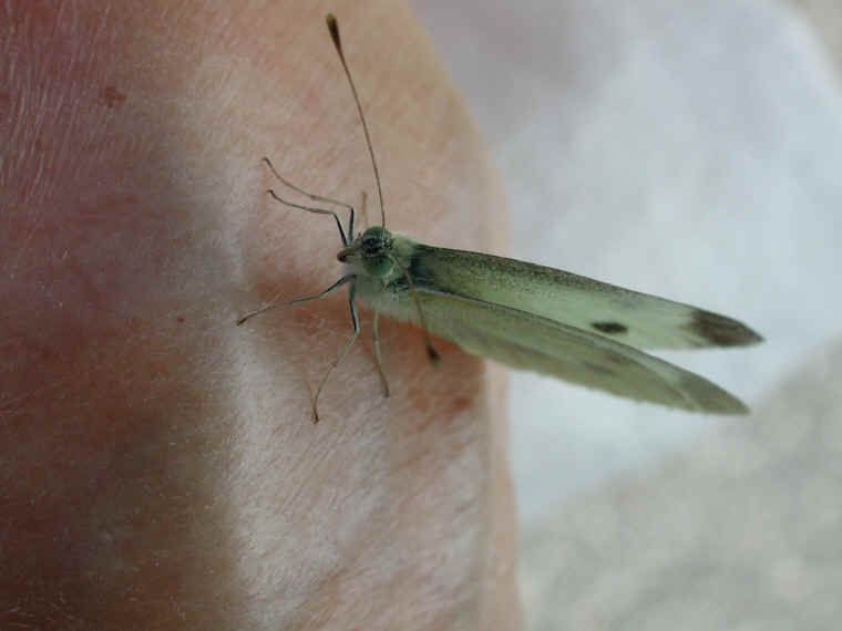 Cabbage White Butterfly (Pieris rapae) - 11
