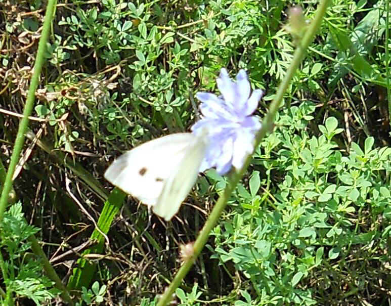 Cabbage White Butterfly (Pieris rapae) - 12