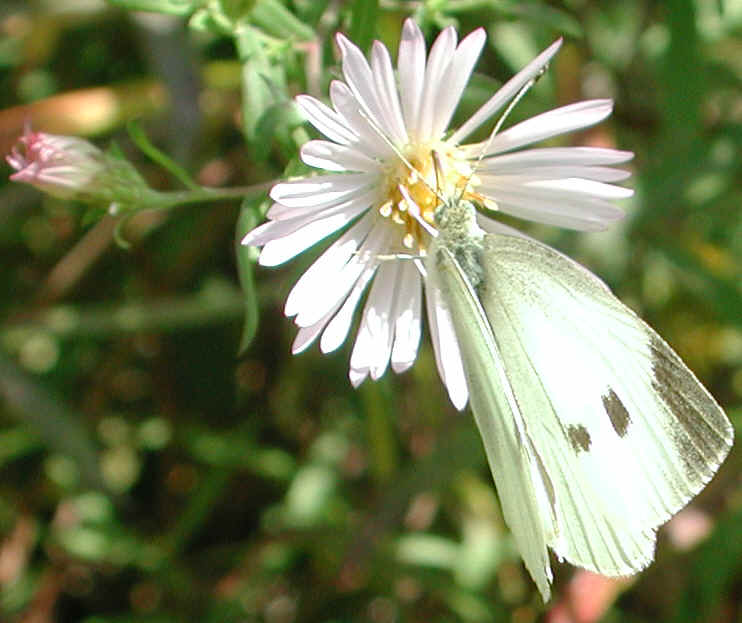 Cabbage White Butterfly (Pieris rapae) - 03