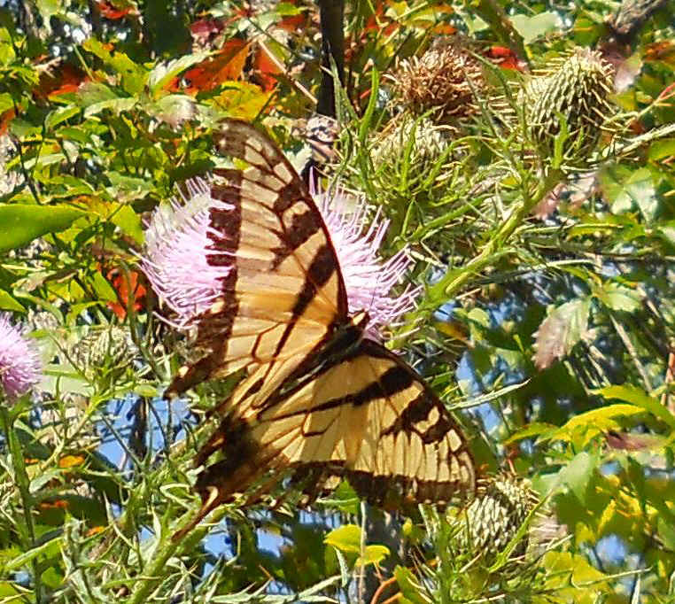 Tiger Swallowtail (Papilio glaucas) - 02