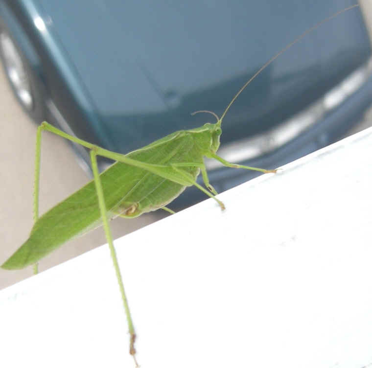Katydid Grasshoppers (Tettigoniidae) - 09