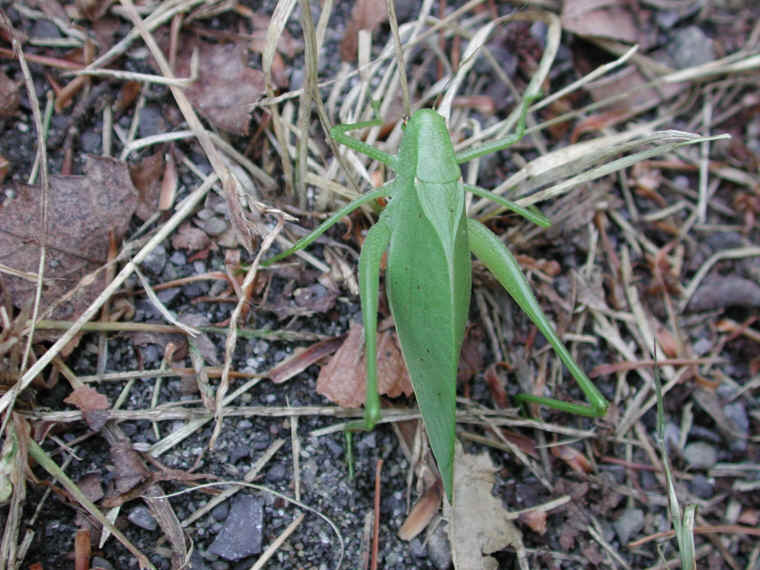 Katydid Grasshoppers (Tettigoniidae) - 16