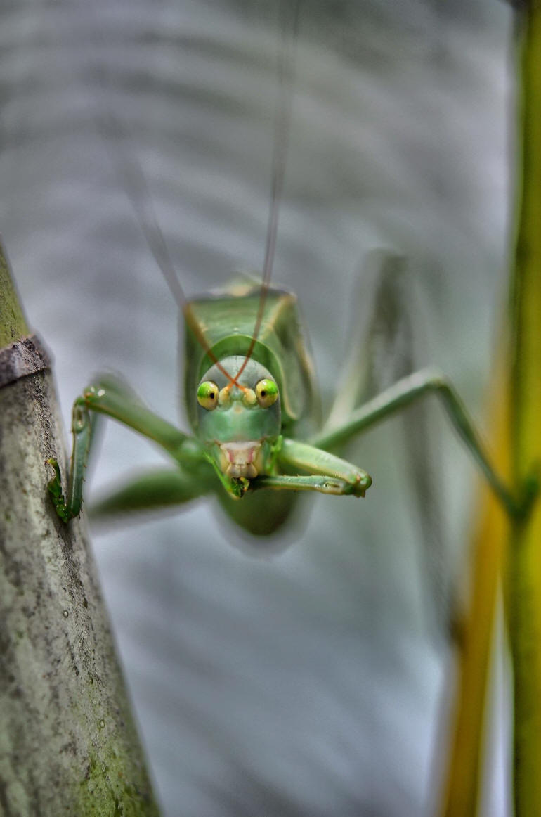 Katydid - 34