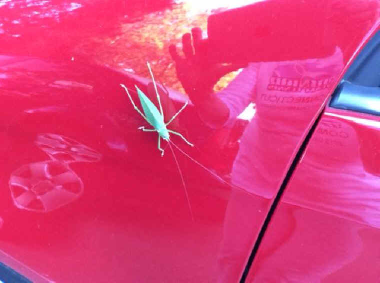 Katydid Grasshoppers (Tettigoniidae) - 37