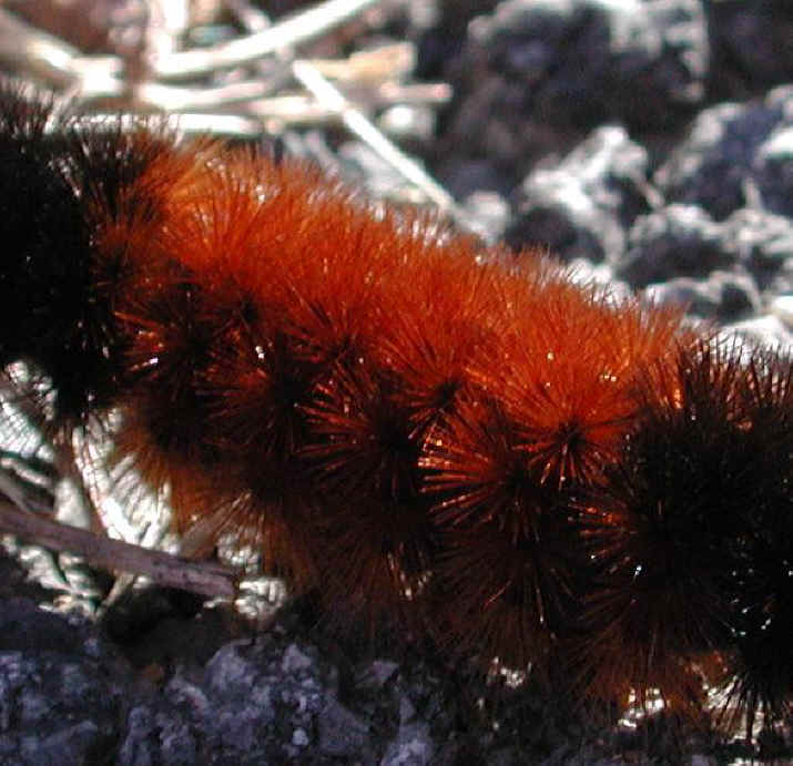 Woolly Bear Caterpillar (Pyrrharctia isabella) - Isabella Tiger Moth Larva - 10a