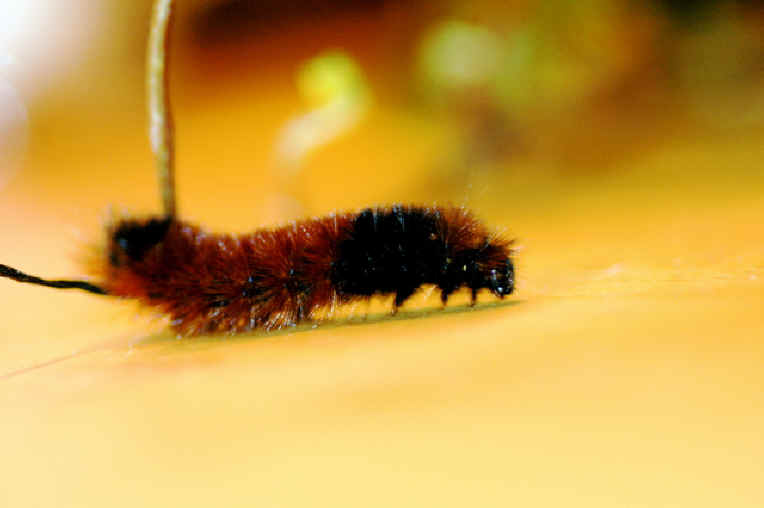 Woolly Bear Caterpillar (Pyrrharctia isabella) - Isabella Tiger Moth Larva - 18