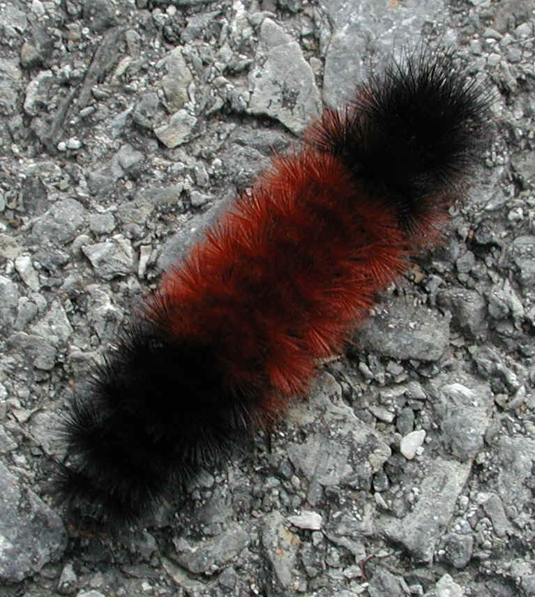 Woolly Bear Caterpillar (Pyrrharctia isabella) - Isabella Tiger Moth Larva - 19a