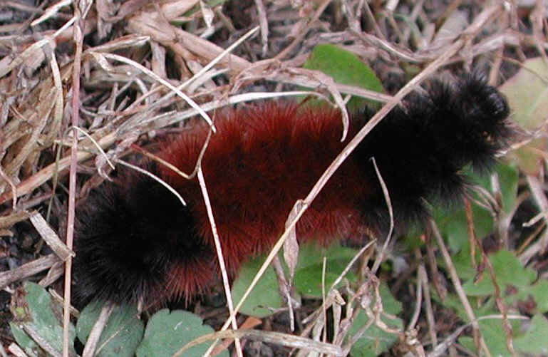 Woolly Bear Caterpillar (Pyrrharctia isabella) - Isabella Tiger Moth Larva - 21a