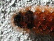 glf-woollybear4a.jpg (50183 bytes)