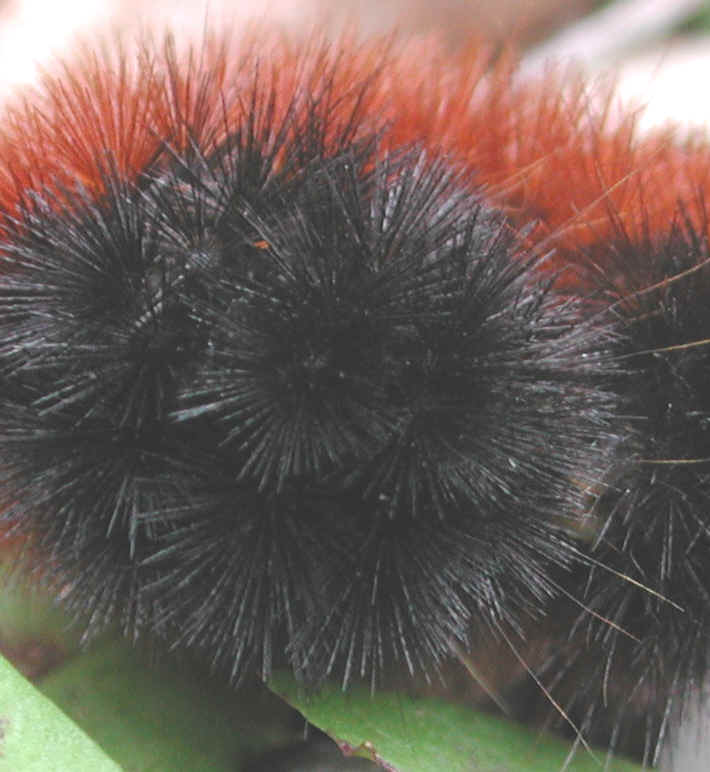 Woolly Bear Caterpillar (Pyrrharctia isabella) - Isabella Tiger Moth Larva - 06