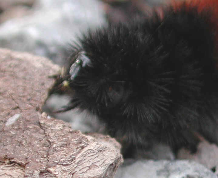 Woolly Bear Caterpillar (Pyrrharctia isabella) - Isabella Tiger Moth Larva - 08