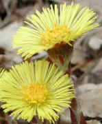 Coltsfoot (Tussilago farfara) - 4a