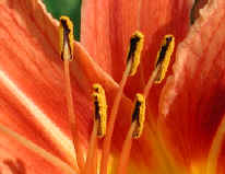 wfshl-daylily4a.jpg (40294 bytes)