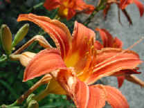 wfshl-daylily5.jpg (45607 bytes)