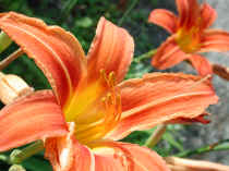 wfshl-daylily6.jpg (45858 bytes)
