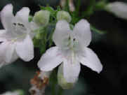 wfshl-foxglove-bt3.jpg (23097 bytes)