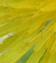 wfshl-hawkweed-mur4.jpg (31363 bytes)