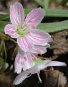 Spring Beauty