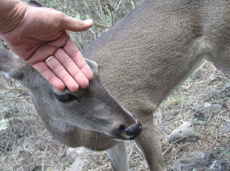 White-Tailed Deer (Odocoileus virginianus) - 135