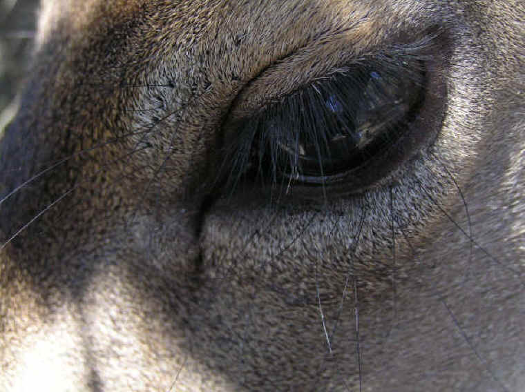 White-Tailed Deer (Odocoileus virginianus) - 174