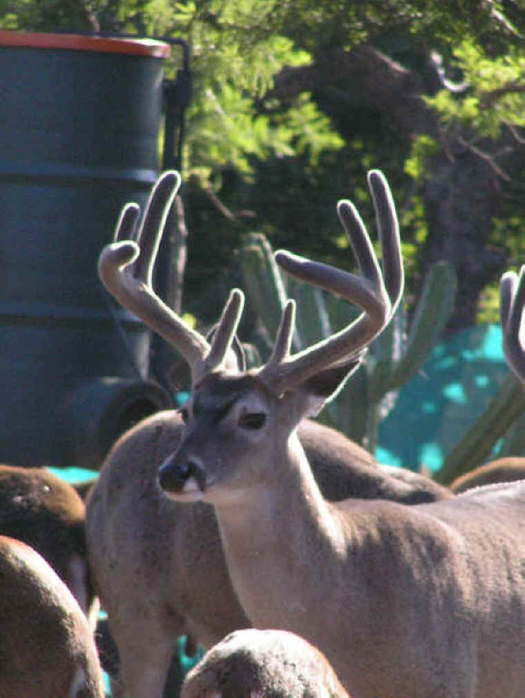 White-Tailed Deer (Odocoileus virginianus) - 185