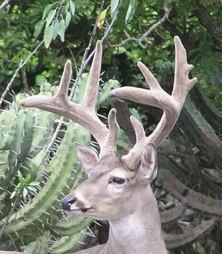 White-Tailed Deer (Odocoileus virginianus) - 189