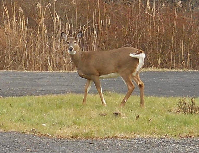 White-Tailed Deer (Odocoileus virginianus) - 212