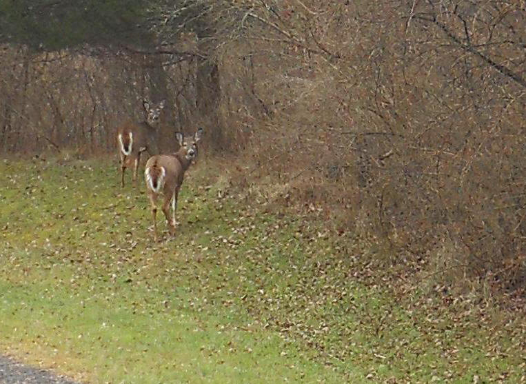 White-Tailed Deer (Odocoileus virginianus) - 215