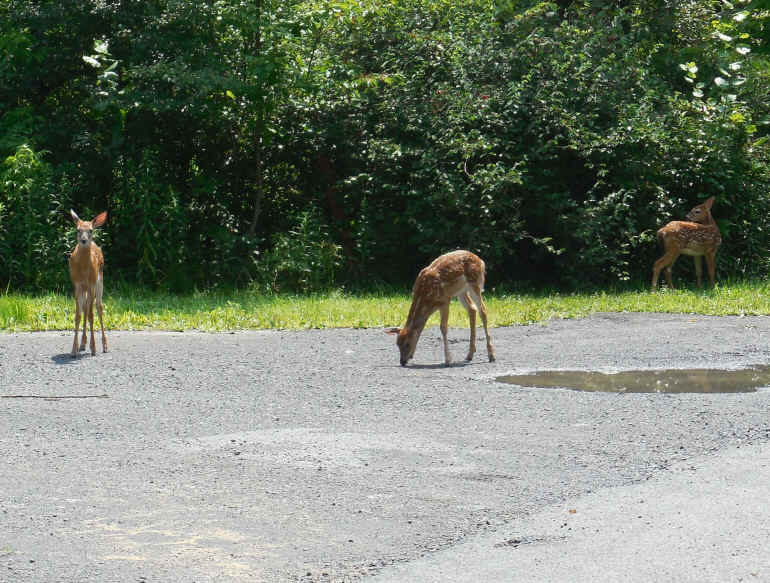 White-Tailed Deer (Odocoileus virginianus) - 220