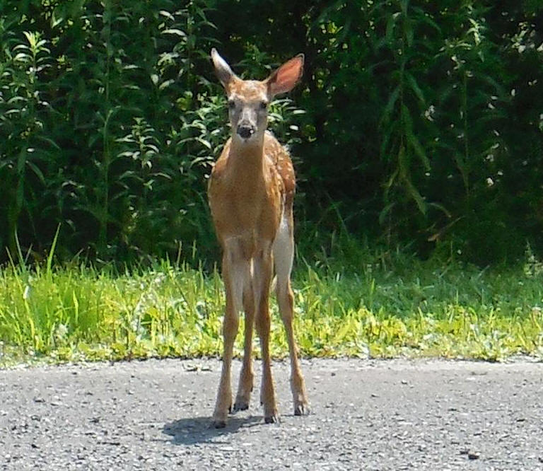 White-Tailed Deer (Odocoileus virginianus) - 220a