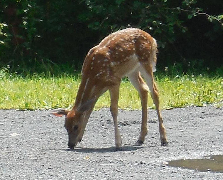White-Tailed Deer (Odocoileus virginianus) - 220b