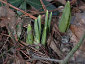 daffodil-awake1.jpg (54010 bytes)
