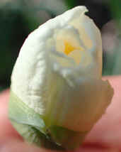 daffodil-blooming1.jpg (34332 bytes)