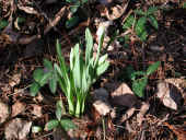 daffodil-bud1.jpg (81273 bytes)