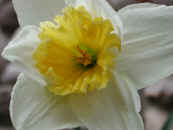 daffodil-flower1.jpg (25629 bytes)