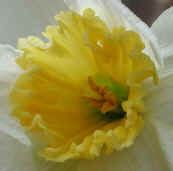 daffodil-flower2.jpg (32110 bytes)