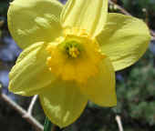 daffodil-flower3.jpg (33948 bytes)