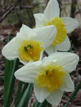 daffodil-flower4.jpg (51078 bytes)