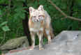 fox11.jpg (35879 bytes)