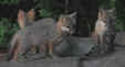 fox12.jpg (19997 bytes)