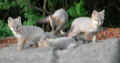 fox14.jpg (24248 bytes)
