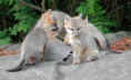 fox15.jpg (29071 bytes)