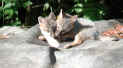fox21.jpg (28272 bytes)