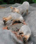 fox24.jpg (47250 bytes)