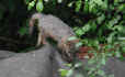 fox4.jpg (34717 bytes)
