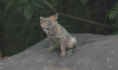 fox7.jpg (15158 bytes)