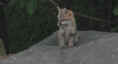 fox9.jpg (14858 bytes)