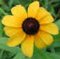 wfshl-blackeyedsusan2.jpg (39453 bytes)