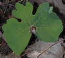 wfshl-bloodroot3.jpg (37605 bytes)